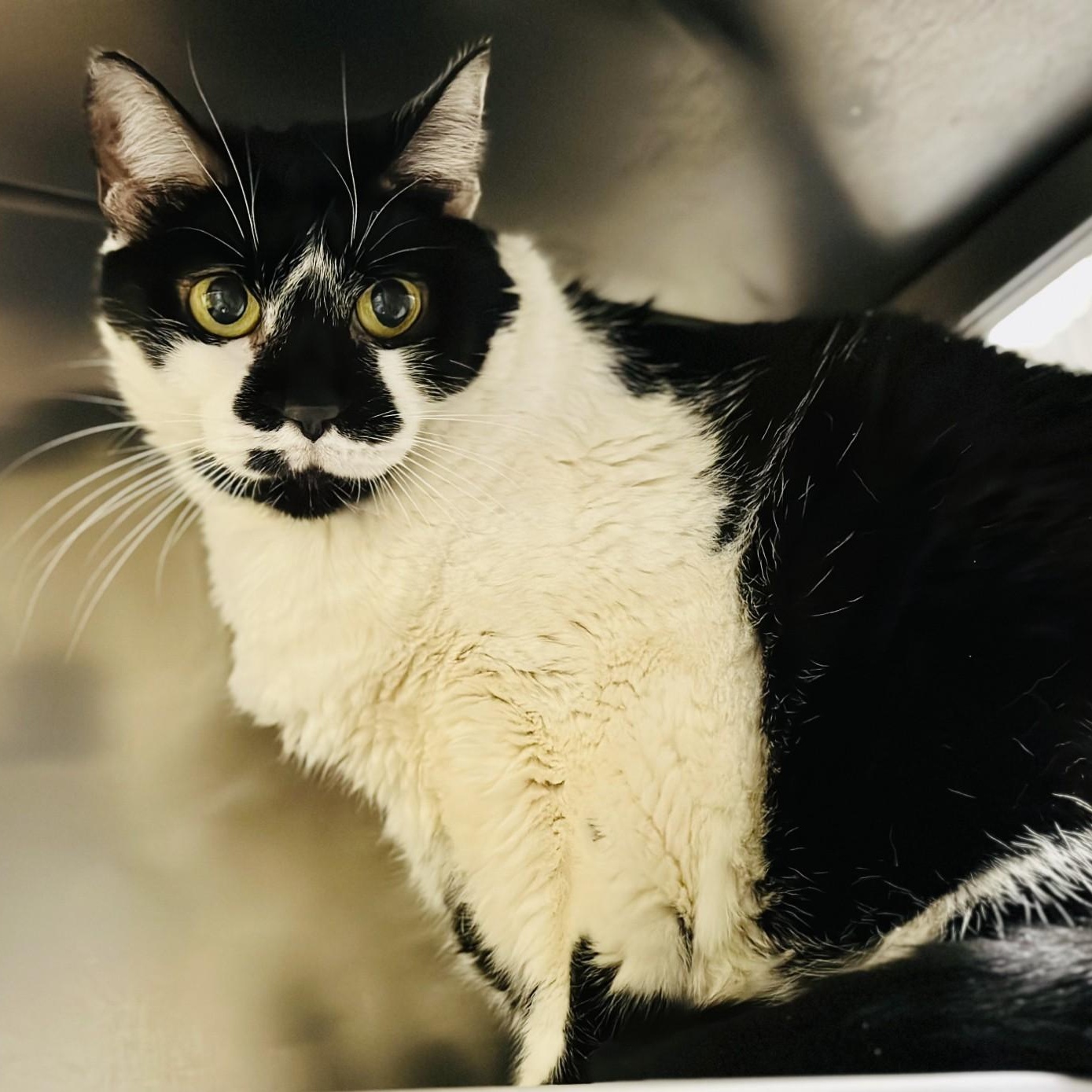 Thelma, a ADOPTABLE Domestic Short Hair in Jackson, NJ image 2/2