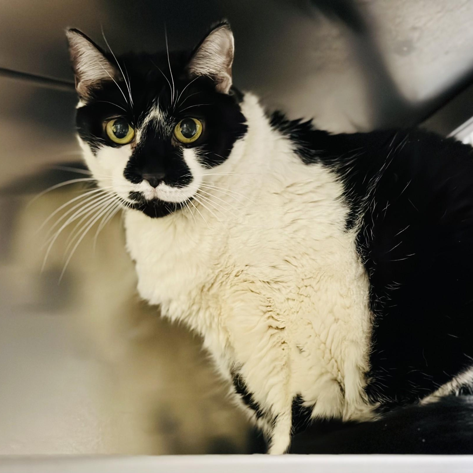 Thelma, ADOPTABLE, Adult Female Domestic Short Hair.