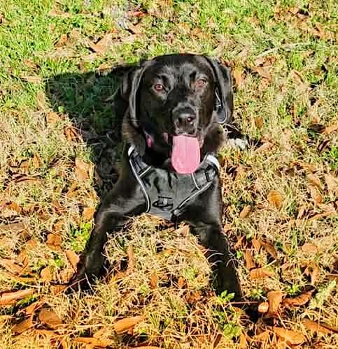 Jet #12, a ADOPTABLE Black Labrador Retriever in Killingworth, CT image 3/5