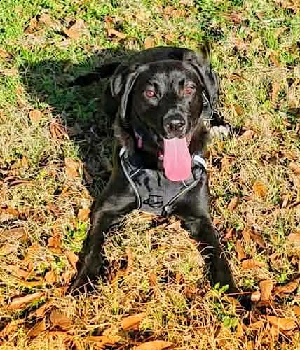 Jet #12, a ADOPTABLE Black Labrador Retriever in Killingworth, CT image 1/5