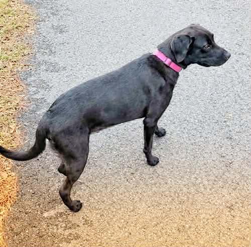 Jet #12, a ADOPTABLE Black Labrador Retriever in Killingworth, CT image 2/5