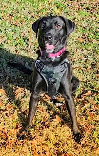 Jet #12, a ADOPTABLE Black Labrador Retriever in Killingworth, CT image 5/5