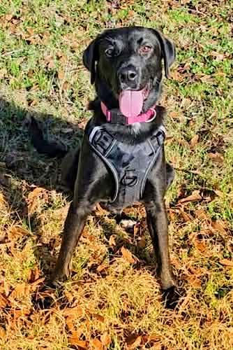 Jet #12, a ADOPTABLE Black Labrador Retriever in Killingworth, CT image 4/5