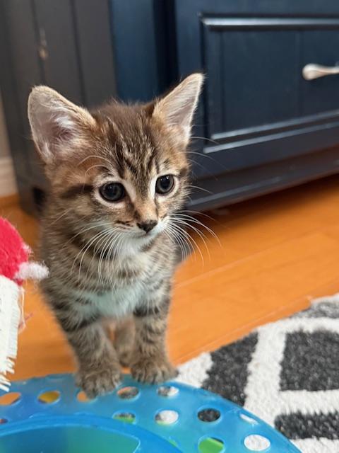 Enlarge Puka, an adopted Domestic Short Hair in Pacific Palisades, CA image 5/6
