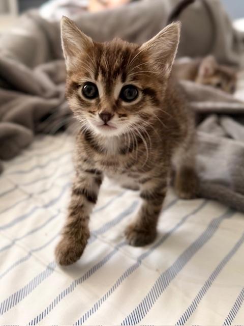 Enlarge Puka, an adopted Domestic Short Hair in Pacific Palisades, CA image 2/6