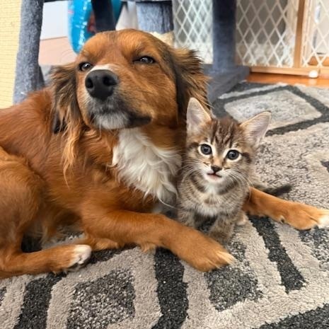 Enlarge Puka, an adopted Domestic Short Hair in Pacific Palisades, CA image 1/6