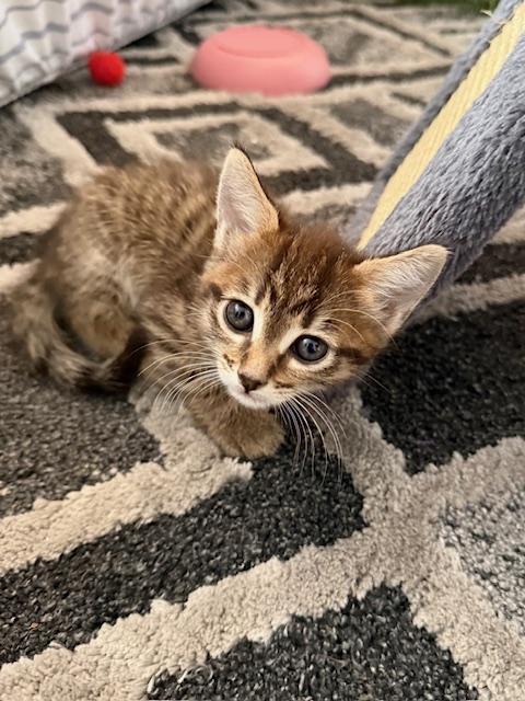 Enlarge Puka, an adopted Domestic Short Hair in Pacific Palisades, CA image 4/6