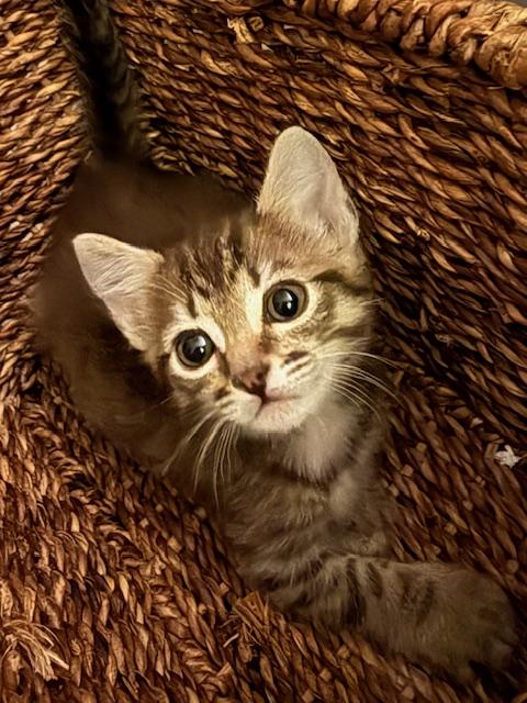 Enlarge Puka, an adopted Domestic Short Hair in Pacific Palisades, CA image 3/6