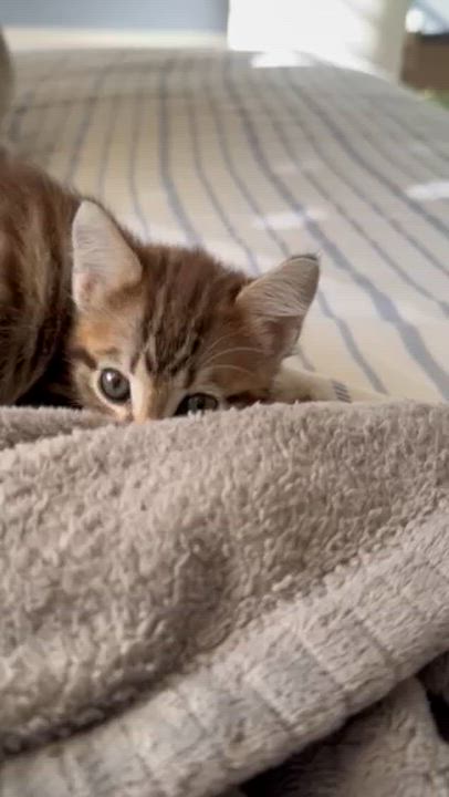 Enlarge Puka, an adopted Domestic Short Hair in Pacific Palisades, CA video 6/6