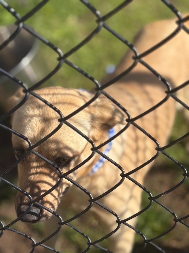 Zion, Adoptable, Young Female Mixed Breed.