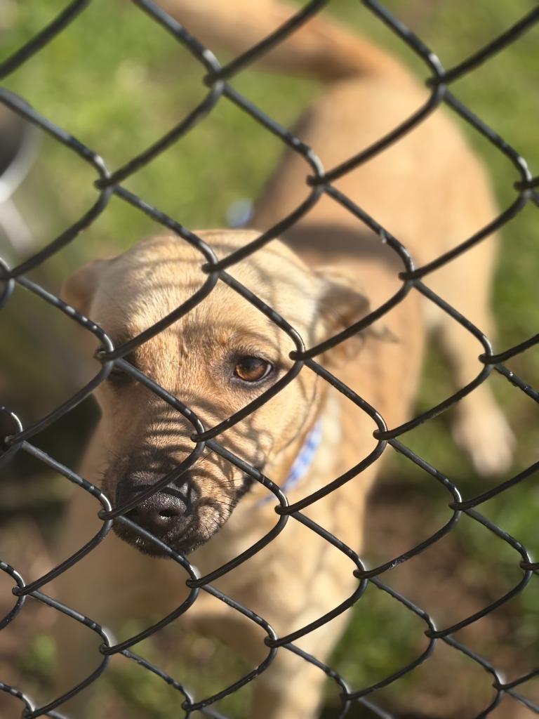 Enlarge Zion, a Adoptable mixed breed in Effingham, SC image 2/5