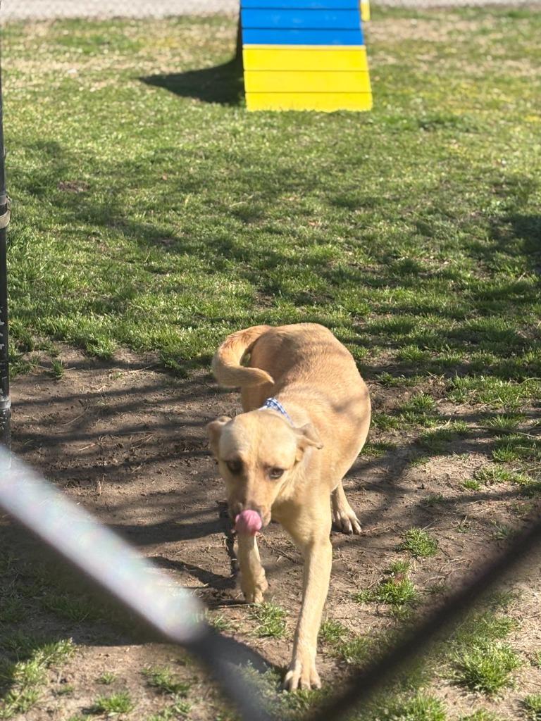 Enlarge Zion, a Adoptable mixed breed in Effingham, SC image 4/5