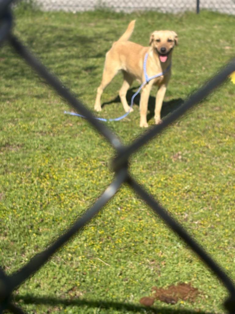 Enlarge Zion, a Adoptable mixed breed in Effingham, SC image 5/5