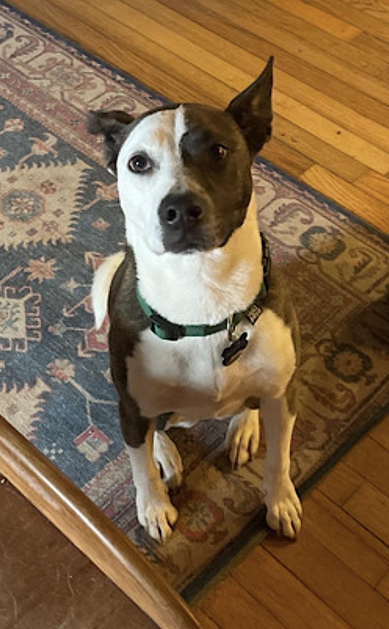 Enlarge Penny, a Adoptable mixed breed in Asheville, NC image 5/6