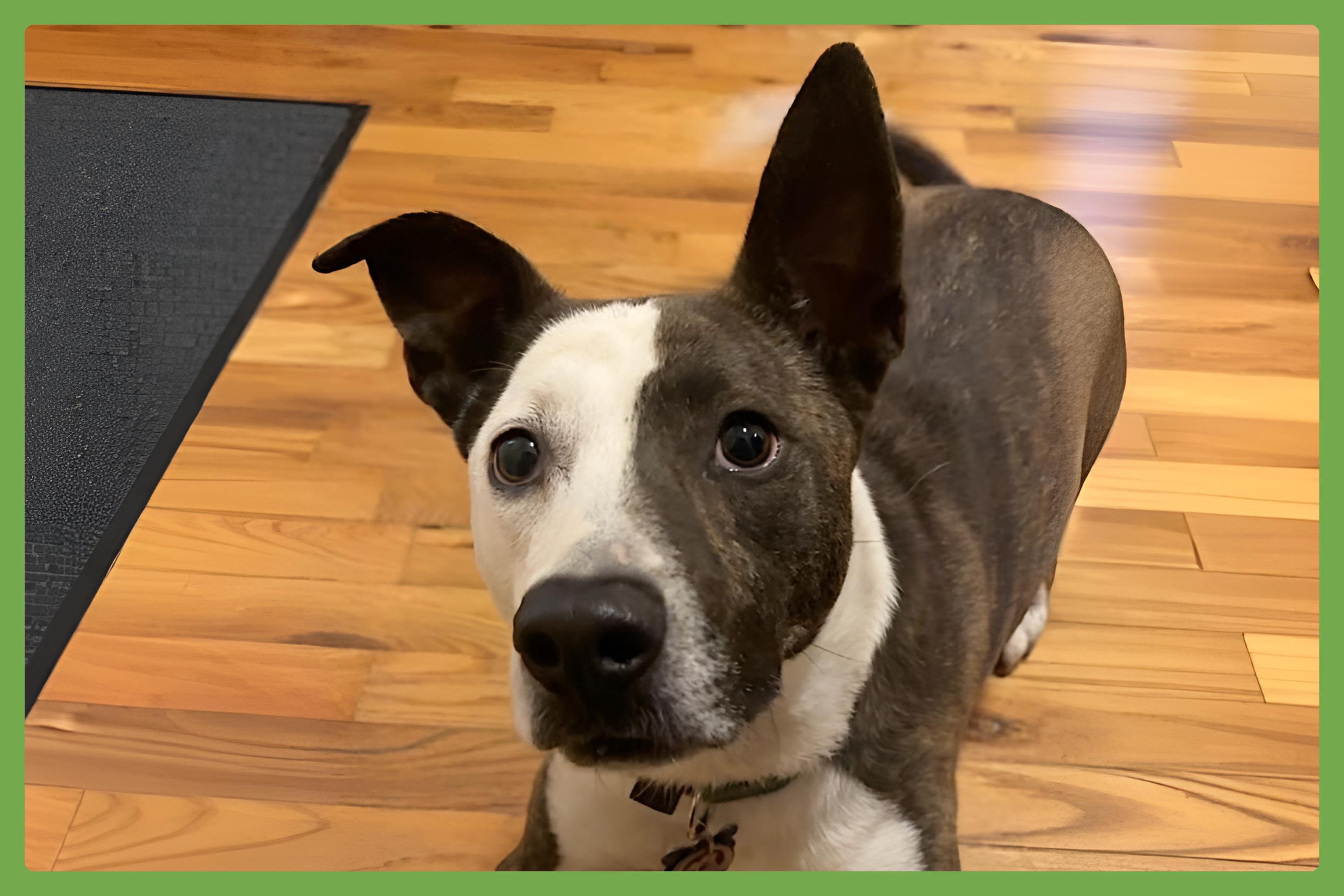 Enlarge Penny, a Adoptable mixed breed in Asheville, NC image 1/6