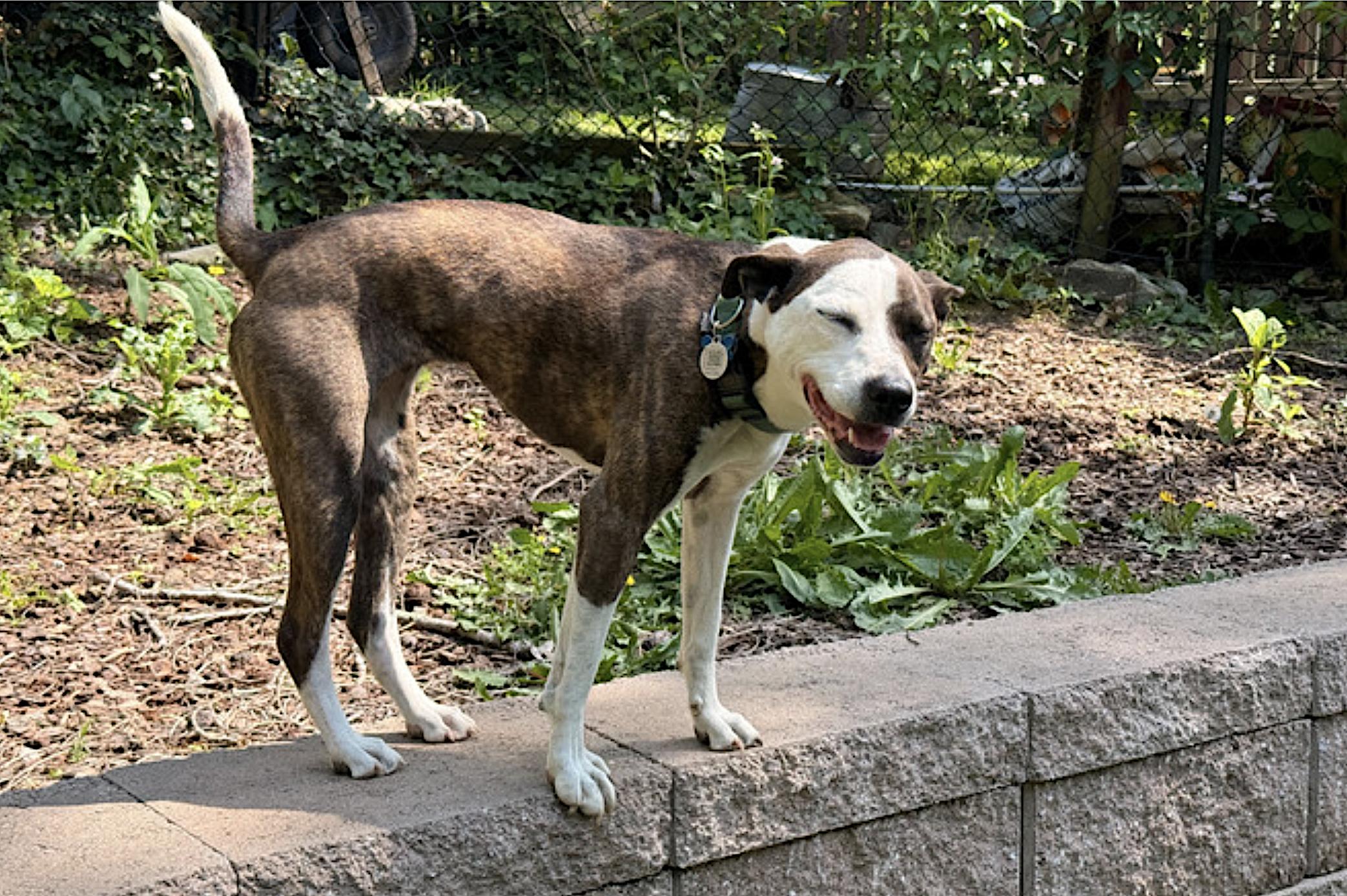 Enlarge Penny, a Adoptable mixed breed in Asheville, NC image 4/6