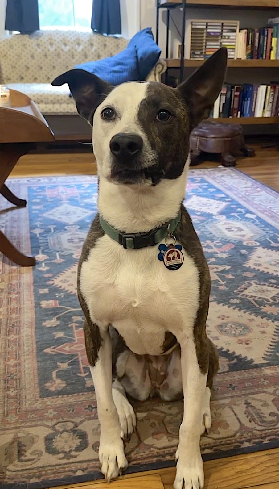 Enlarge Penny, a Adoptable mixed breed in Asheville, NC image 2/6