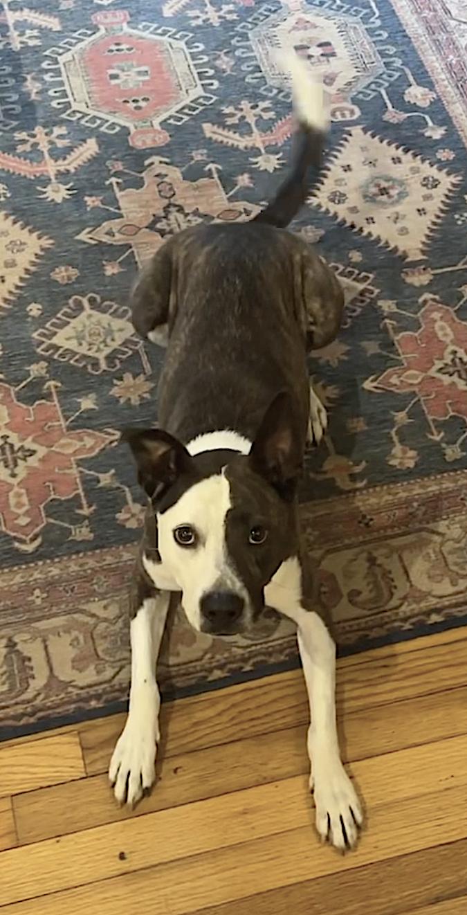 Enlarge Penny, a Adoptable mixed breed in Asheville, NC image 3/6