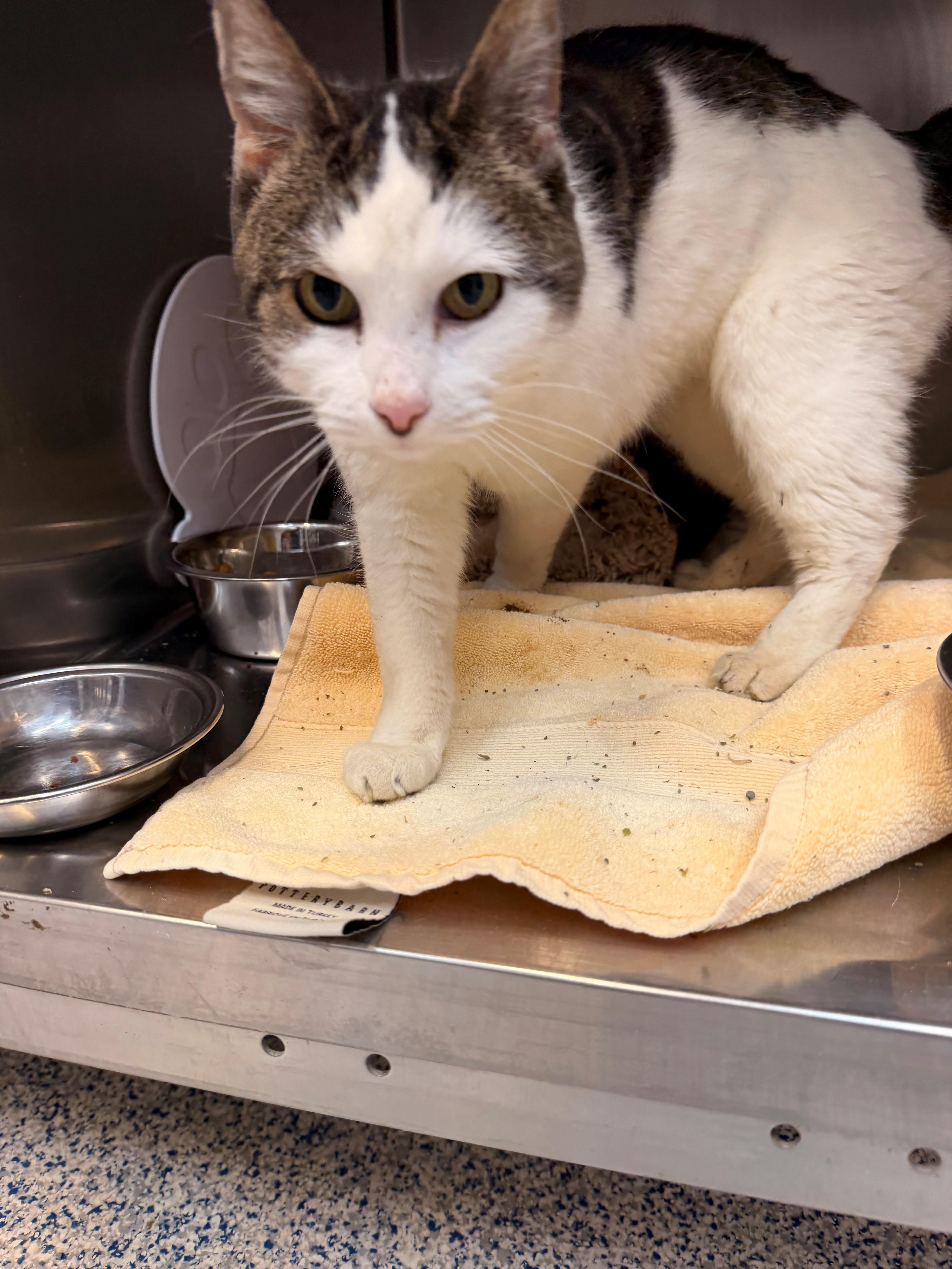 Cali, a ADOPTABLE Domestic Short Hair in Westerly, RI image 2/2