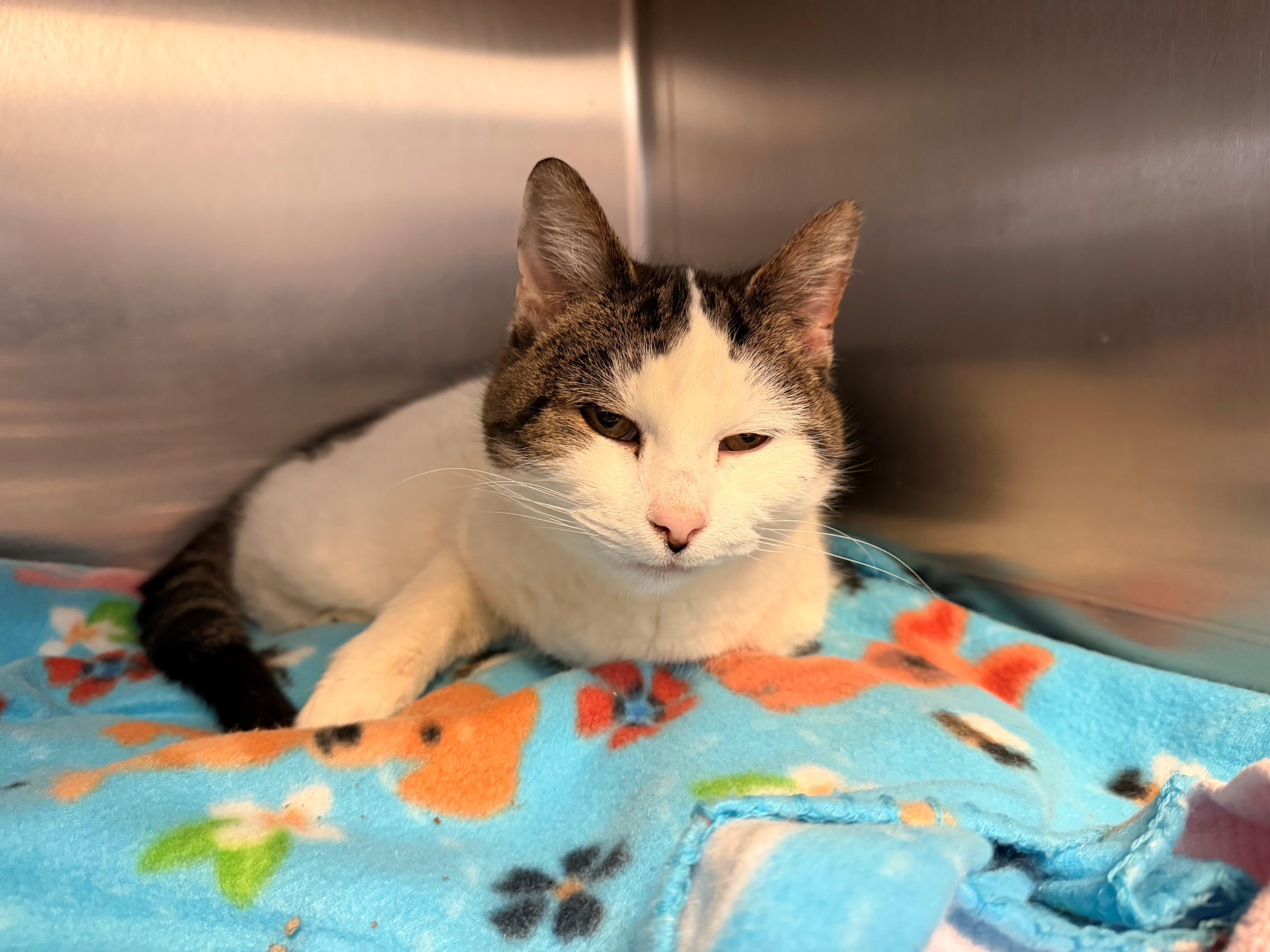 Cali, a ADOPTABLE Domestic Short Hair in Westerly, RI image 1/2