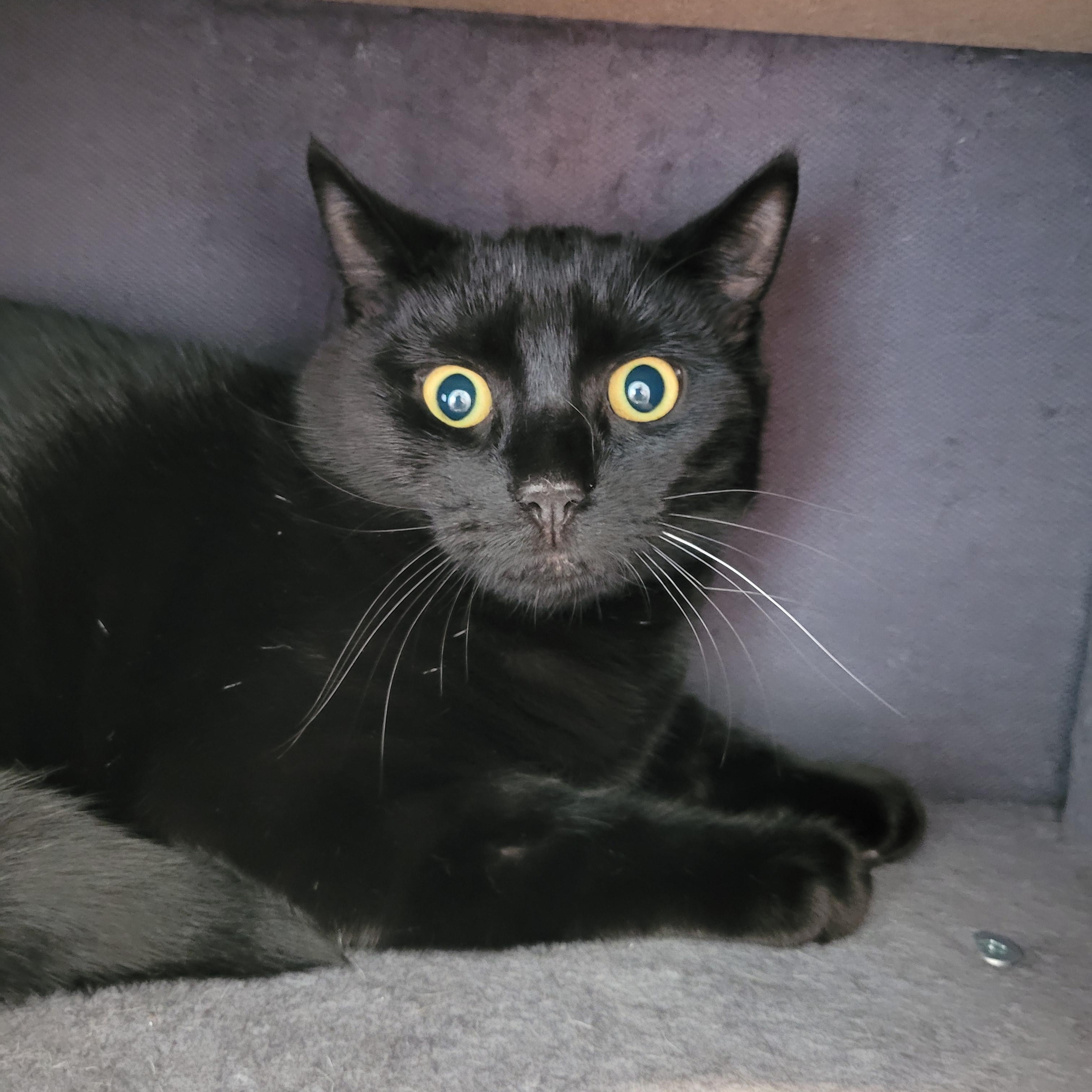 Enlarge Dornhoefer, a Adoptable Domestic Short Hair in Maple Shade, NJ image 1/4