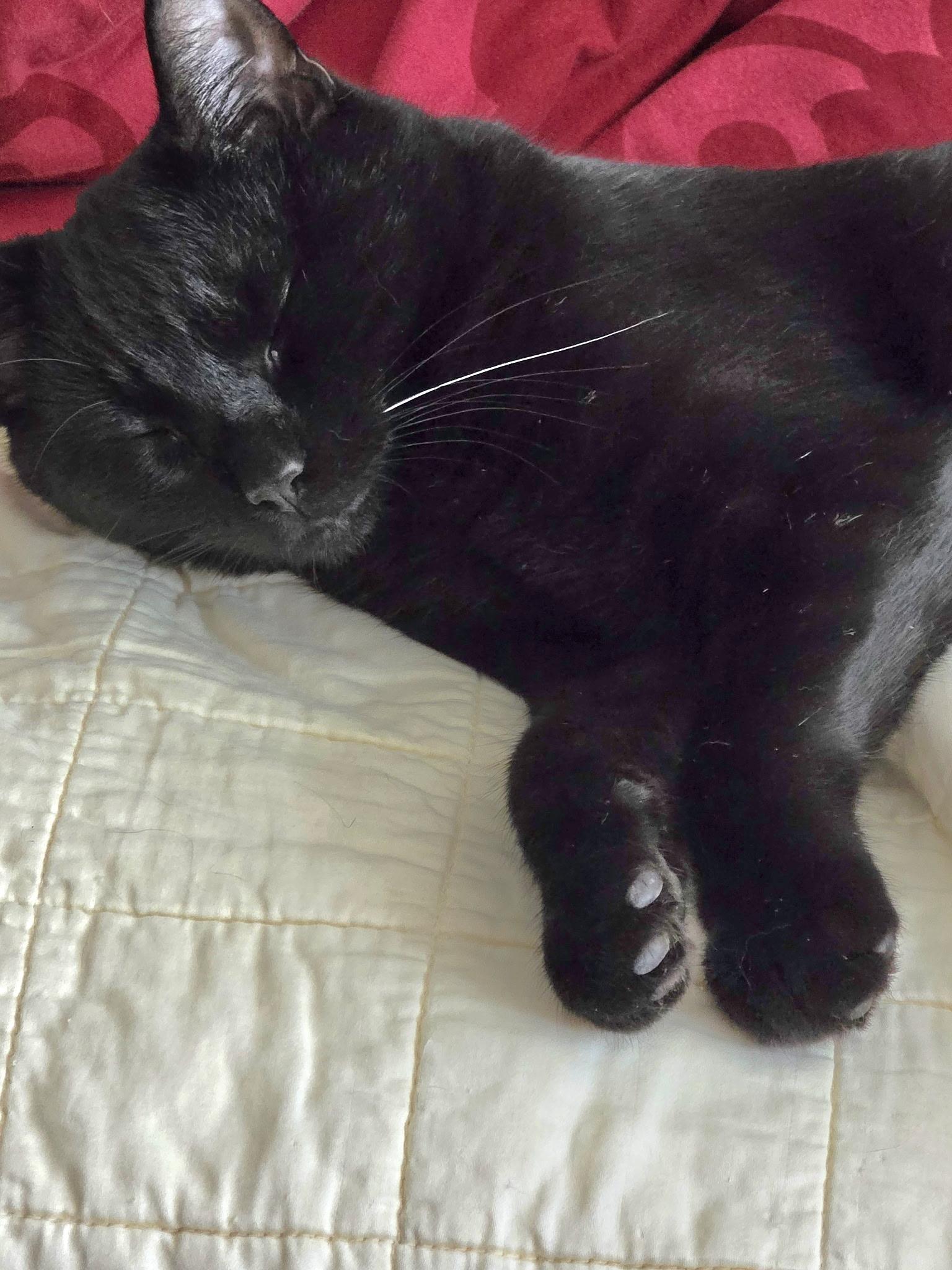 Enlarge Dornhoefer, a Adoptable Domestic Short Hair in Maple Shade, NJ image 2/4