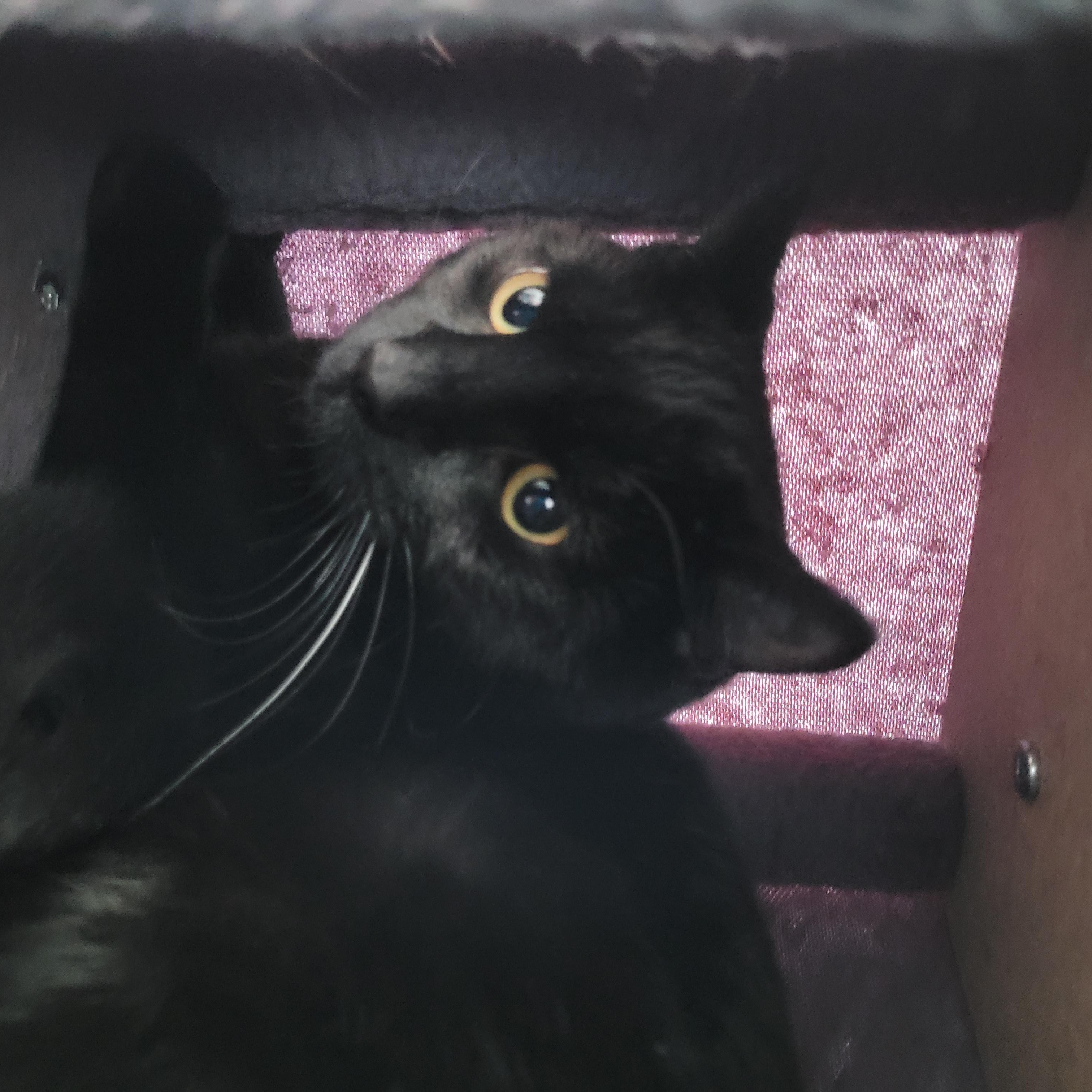 Enlarge Dornhoefer, a Adoptable Domestic Short Hair in Maple Shade, NJ image 4/4