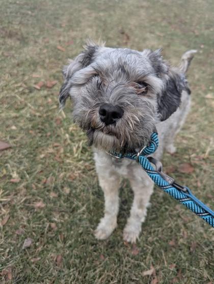 Mr. Belvedere thumbnail 2