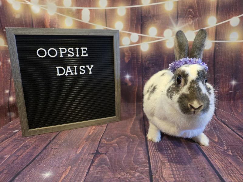 Enlarge Daisy, a Adoptable English Spot in Columbus, OH image 1/1