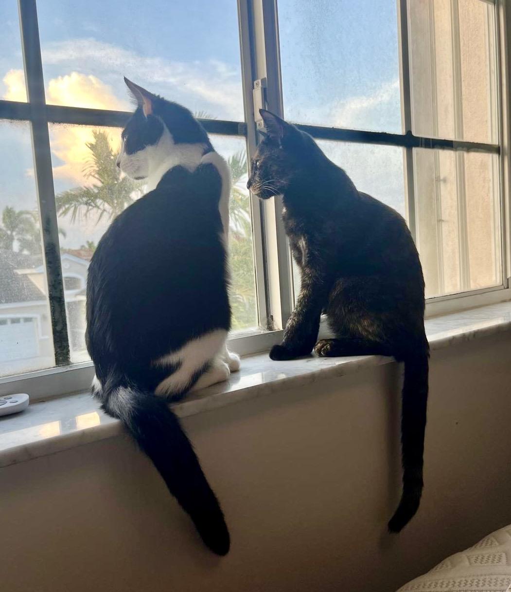 Enlarge Belmont & Derbie, a Adoptable mixed breed in Homestead, FL image 1/6