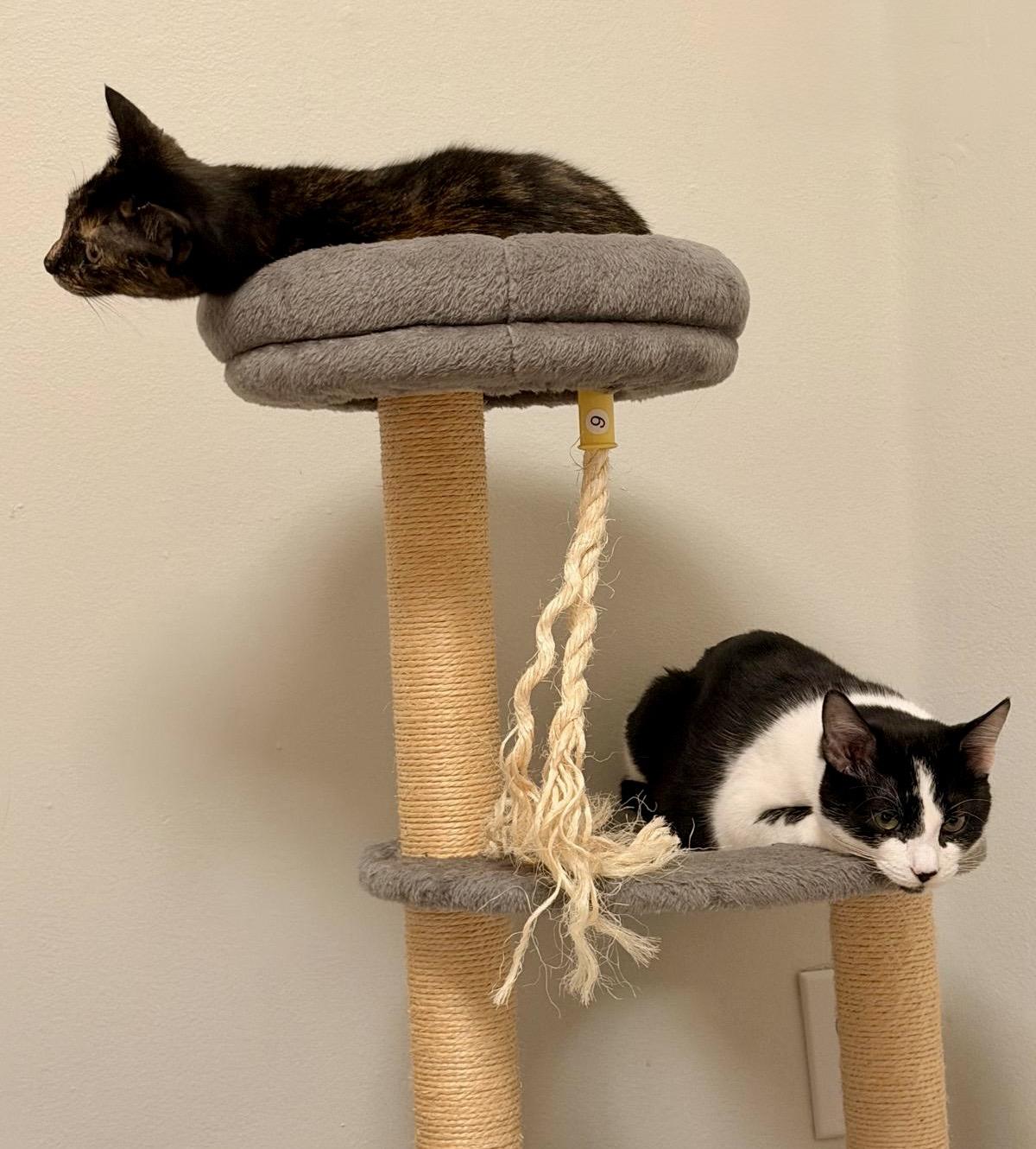 Enlarge Belmont & Derbie, a Adoptable mixed breed in Homestead, FL image 6/6