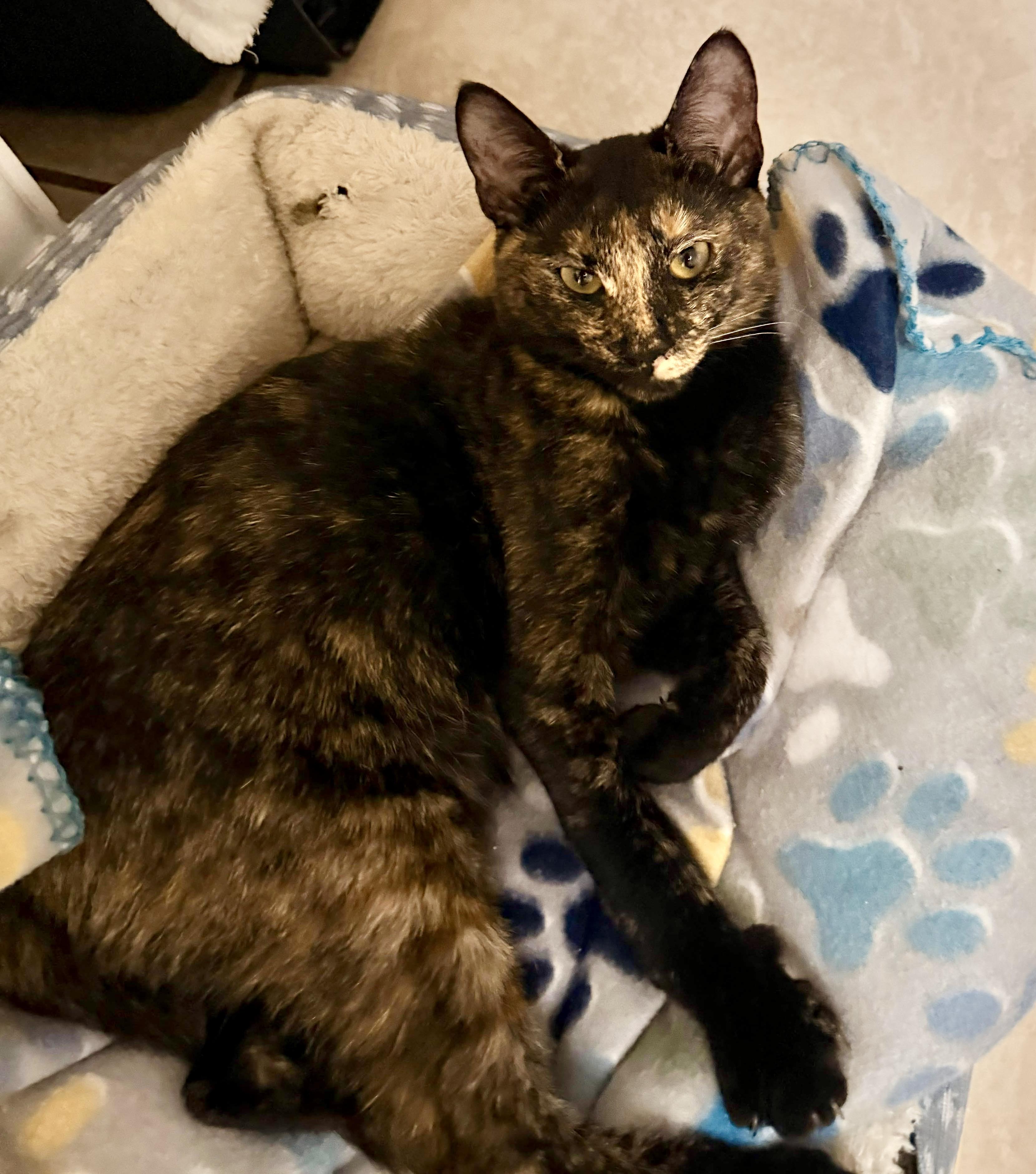 Enlarge Belmont & Derbie, a Adoptable mixed breed in Homestead, FL image 2/6