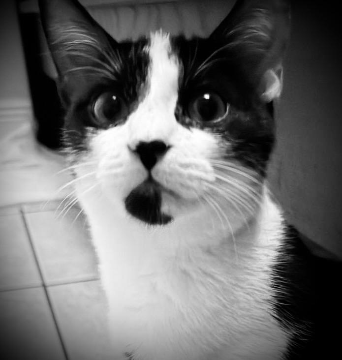 Enlarge Belmont & Derbie, a Adoptable mixed breed in Homestead, FL image 4/6