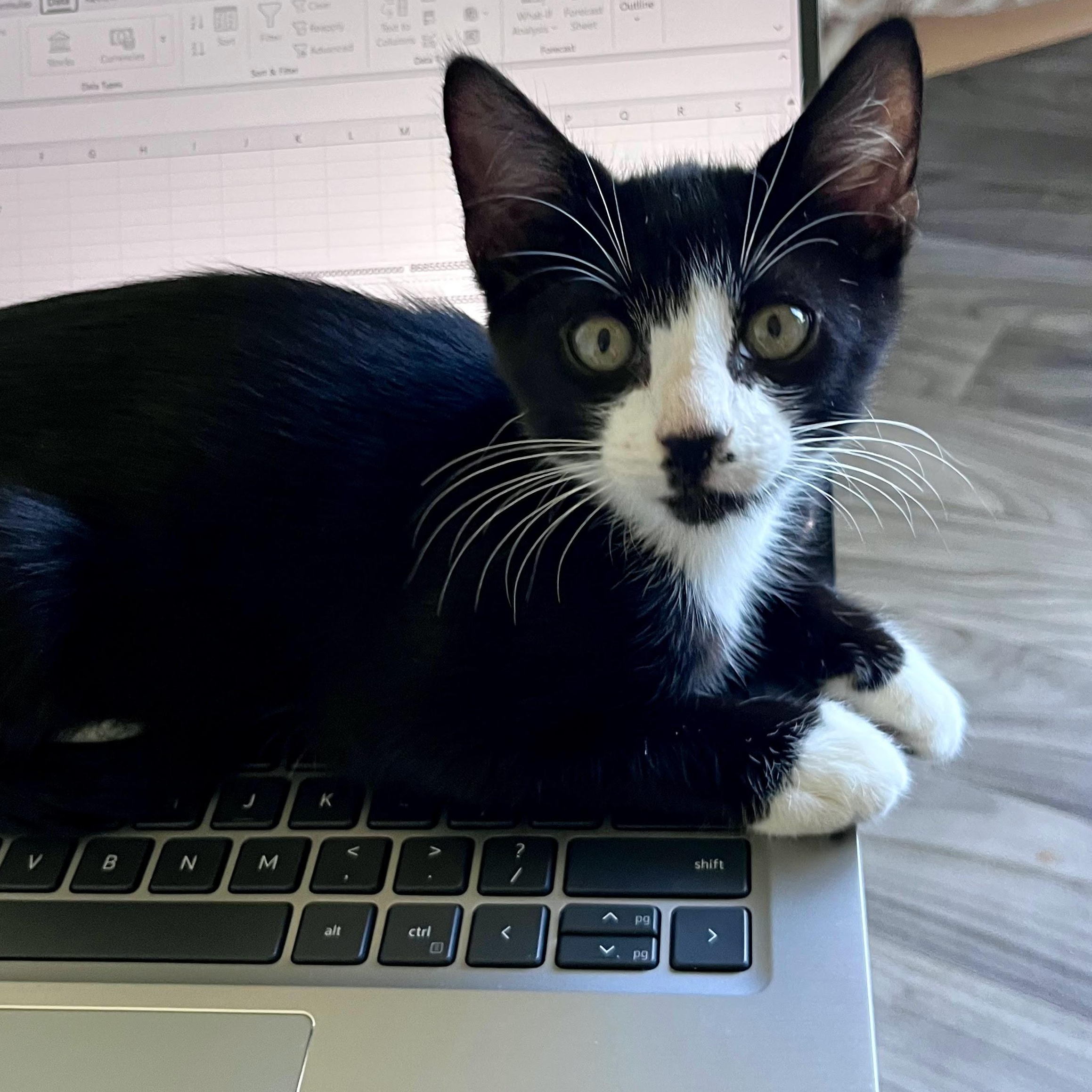 Enlarge Roulette, a Adoptable Domestic Short Hair in Charlotte, NC image 4/5