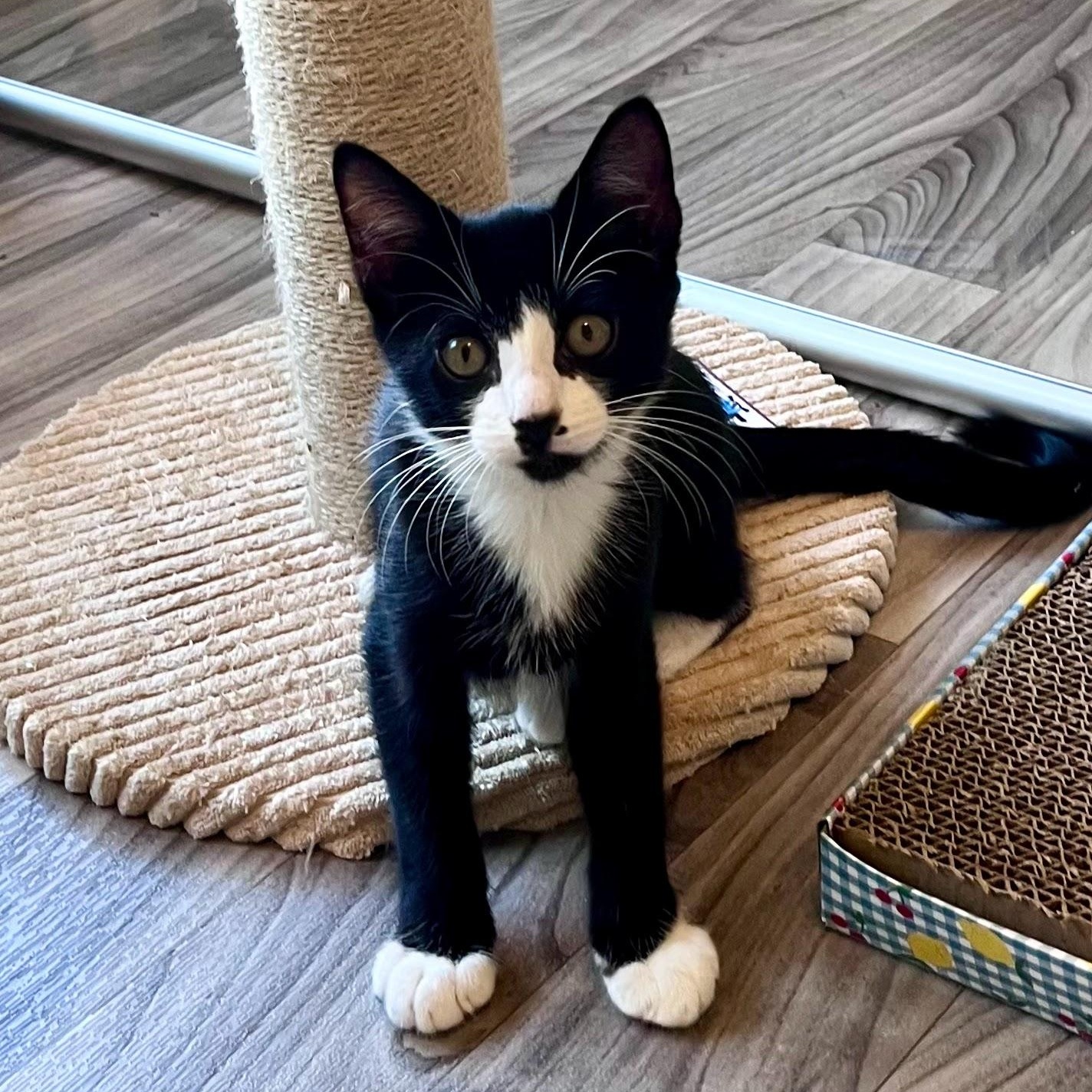 Enlarge Roulette, a Adoptable Domestic Short Hair in Charlotte, NC image 1/5