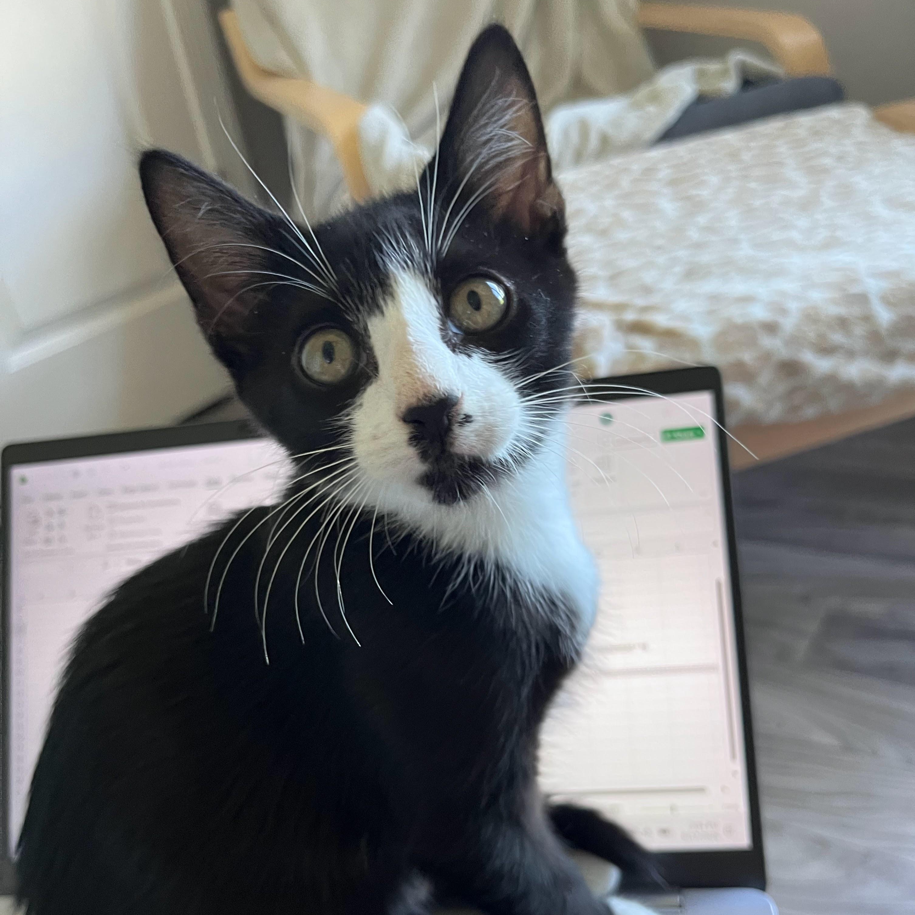 Enlarge Roulette, a Adoptable Domestic Short Hair in Charlotte, NC image 2/5