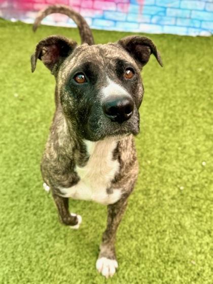 Enlarge Joannie, a Adoptable Mixed Breed in Port Saint Joe, FL image 1/3