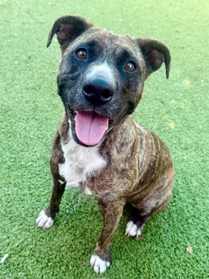 Enlarge Joannie, a Adoptable Mixed Breed in Port Saint Joe, FL image 1/3