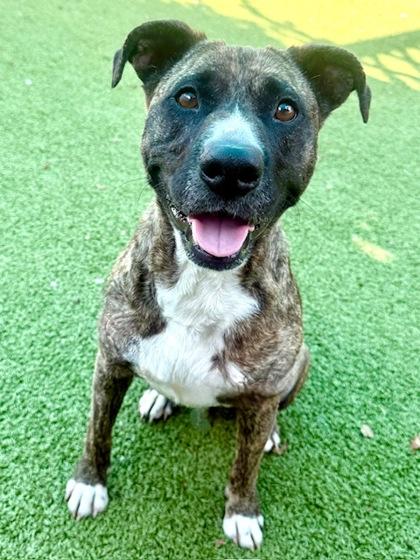 Enlarge Joannie, a Adoptable Mixed Breed in Port Saint Joe, FL image 2/3