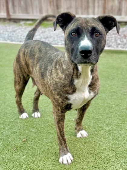 Enlarge Joannie, a Adoptable Mixed Breed in Port Saint Joe, FL image 2/3