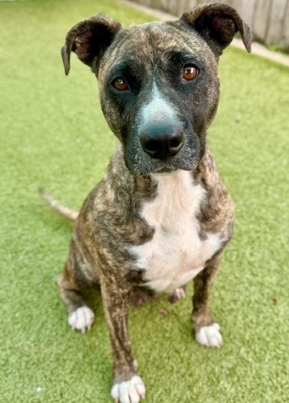 Enlarge Joannie, a Adoptable Mixed Breed in Port Saint Joe, FL image 3/3