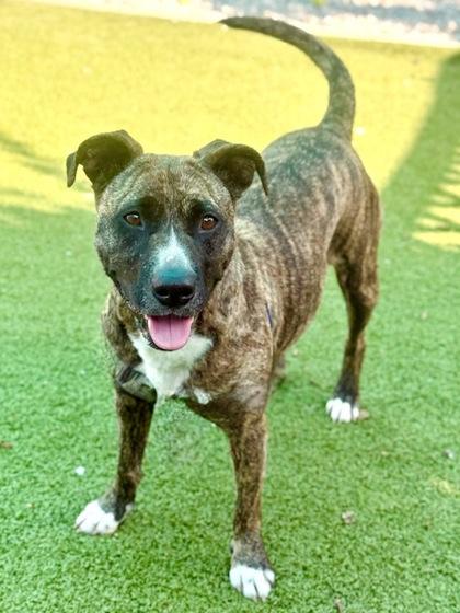 Joannie, a Adoptable Mixed Breed in Port Saint Joe, FL image 3/3