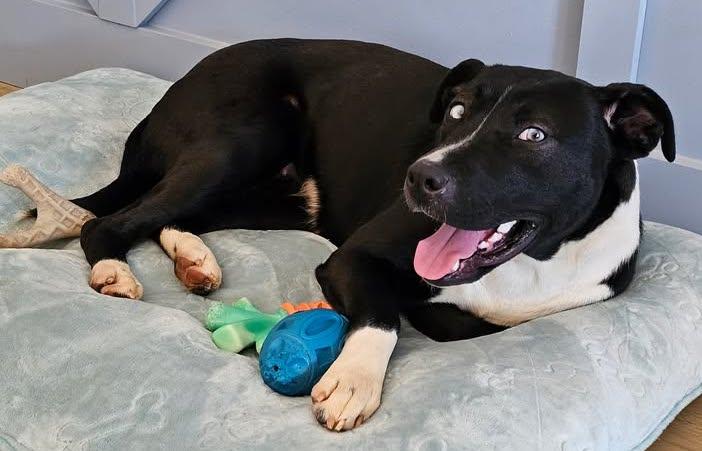 Blu, ADOPTABLE, Young Female Pit Bull Terrier & Husky.