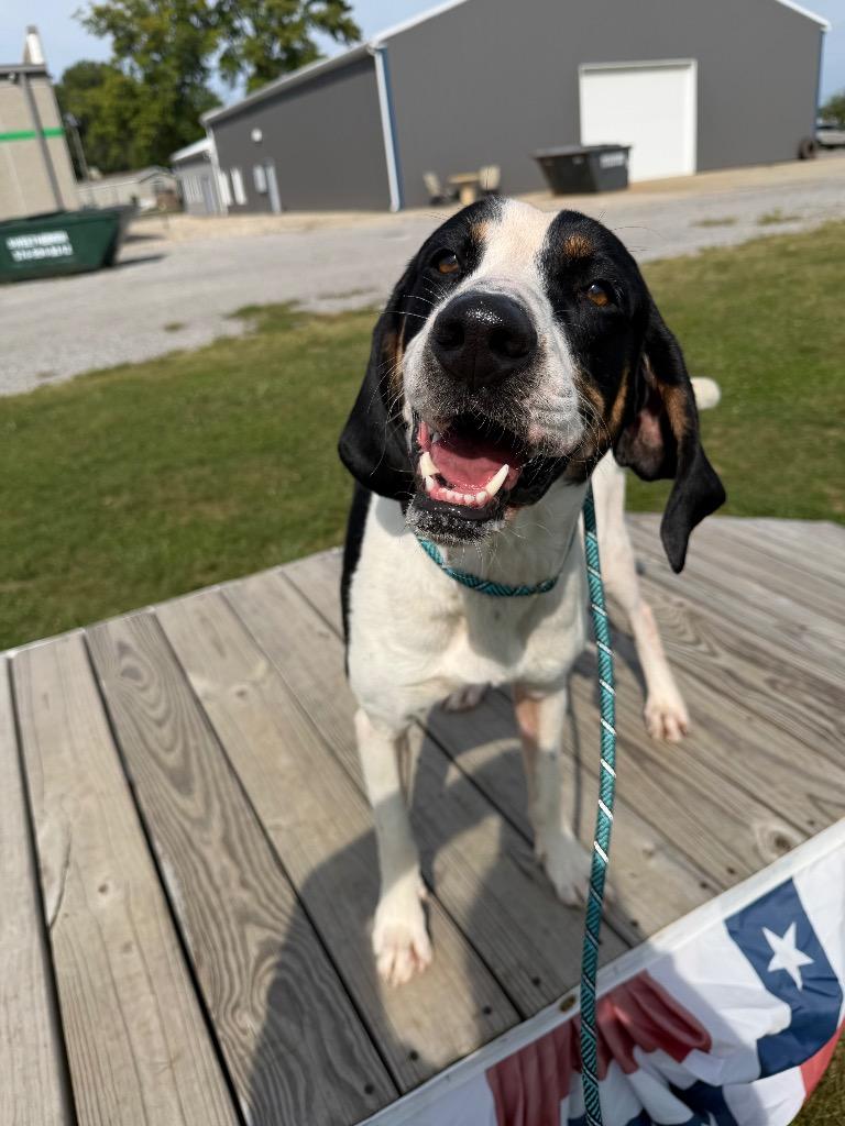 Enlarge Buster, a Adoptable mixed breed in Pierceton, IN image 1/6