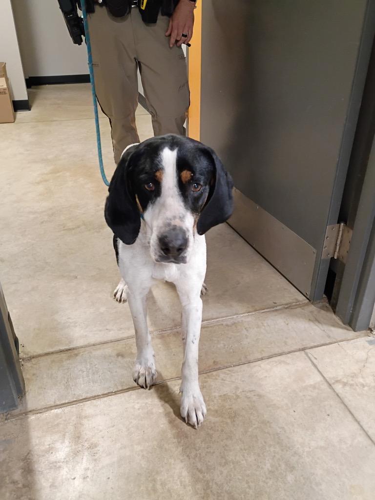 Enlarge Buster, a Adoptable mixed breed in Pierceton, IN image 2/6