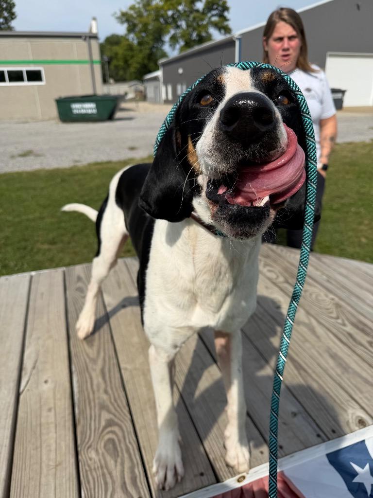 Enlarge Buster, a Adoptable mixed breed in Pierceton, IN image 3/6