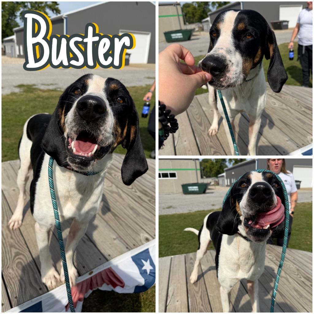 Enlarge Buster, a Adoptable mixed breed in Pierceton, IN image 4/6