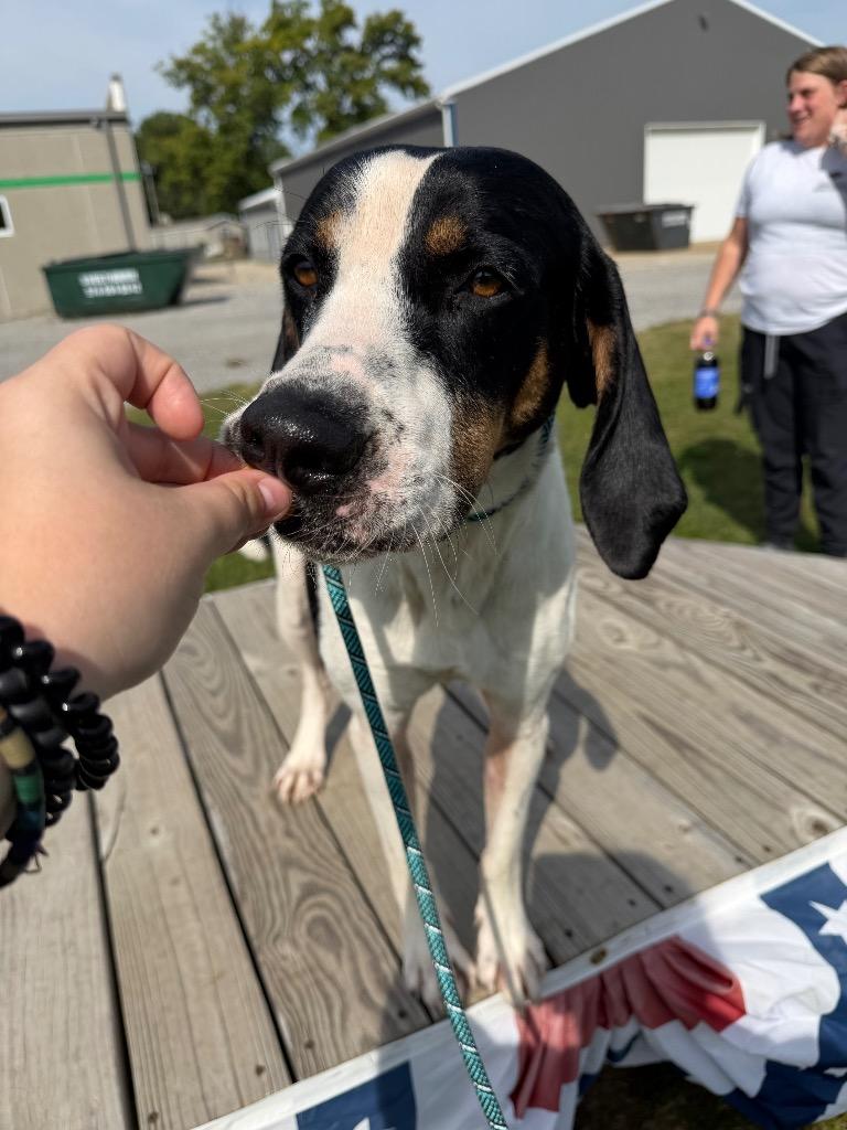 Enlarge Buster, a Adoptable mixed breed in Pierceton, IN image 5/6