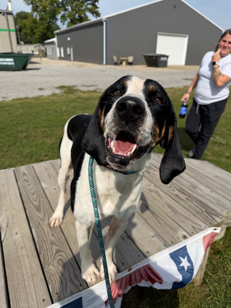 Enlarge Buster, a Adoptable mixed breed in Pierceton, IN image 6/6