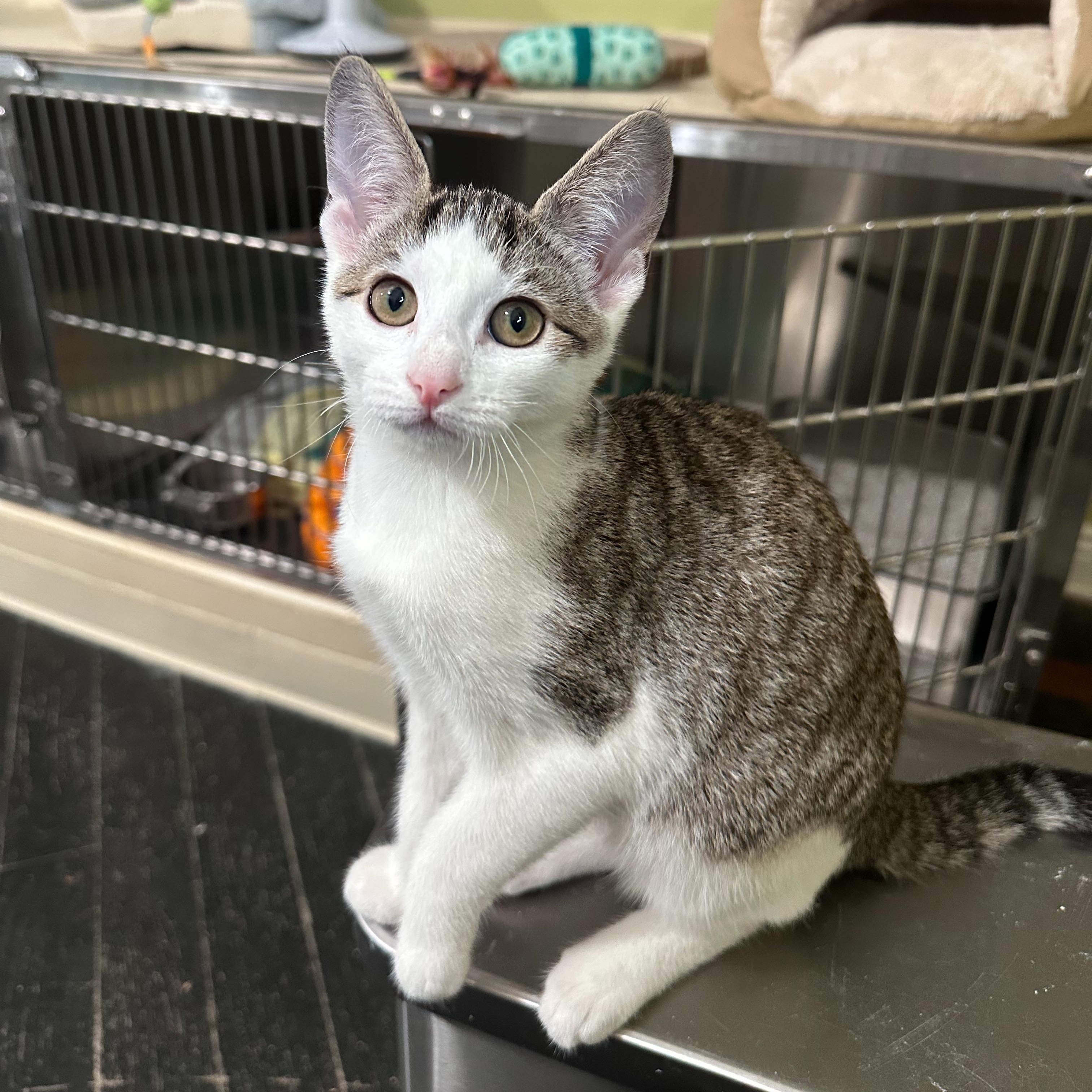 Mulan, adopted, Kitten Female Domestic Short Hair.